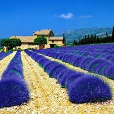 house, Field, lavender