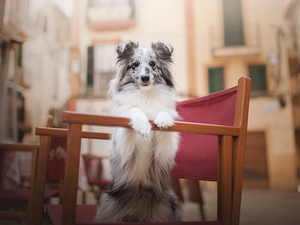 Puppy, Chair, apartment house, shetland Sheepdog