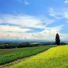 house, Sky, rape, trees, Field