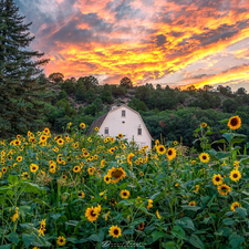 forest, Nice sunflowers, viewes, Great Sunsets, trees, house