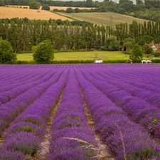 viewes, Houses, lavender, trees, field