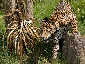 hunting, Jaguar, Stone