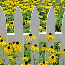 Hurdle, Meadow, Rudbeckia