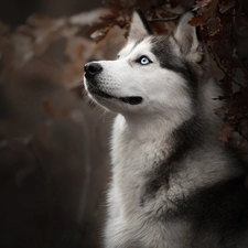 Bush, dog, Siberian Husky