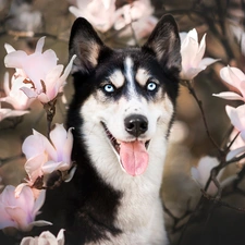 Flowers, Magnolias, Siberian Husky, muzzle, dog