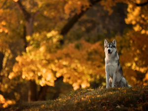 dog, car in the meadow, Park, Siberian Husky