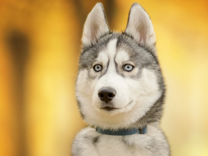 muzzle, dog, Siberian Husky
