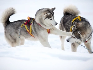 play, Dogs, Siberian Husky