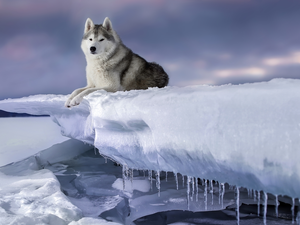 winter, dog, Siberian Husky