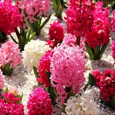 color, Hyacinths