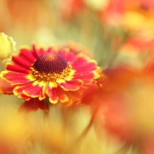 Helenium Hybridum, Red, Colourfull Flowers