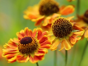 Helenium Hybridum, Red, Yellow, Flowers