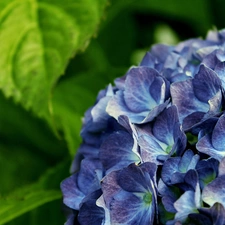 hydrangea