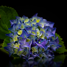 Leaf, Dark Background, hydrangea, Blue, Colourfull Flowers