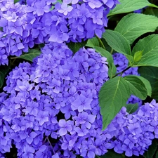 Blue, hydrangea