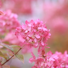 Colourfull Flowers, Pink, hydrangea