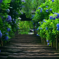 old, Blue, hydrangea, Stairs