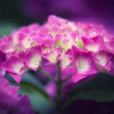 Pink, hydrangea