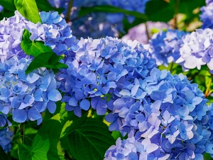 hydrangeas, Flowers, Blue