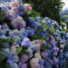 hydrangeas, Bush, Flowers