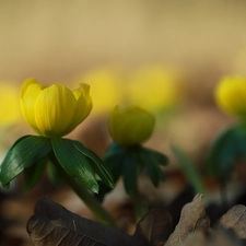 Eranthis hyemalis, Flowers, rapprochement, Yellow