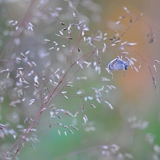 grass, butterfly, Dusky Icarus