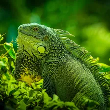 grass, lizard, Green Iguana