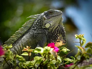 Green Iguana, lizard, Flowers, Iguana
