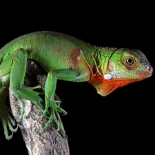 lizard, Iguana, rapprochement, Green Iguana