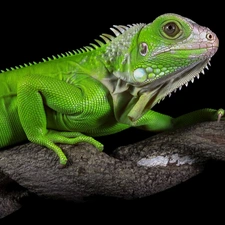 Green Iguana, rapprochement, trees, Iguana