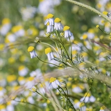 Flowers, camomiles, rapprochement, illuminated