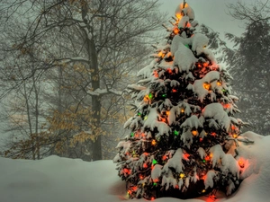 illuminated, christmas tree, viewes, snow, trees