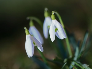 inclined, snowdrops
