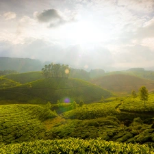 plantation, Munnar, india, tea