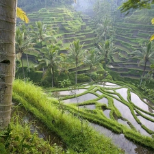 Field, Bali, indonesia, rice