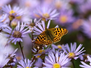 Silver-washed Fritillary, Insect, Astra, butterfly