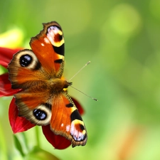 Insect, butterfly, Peacock