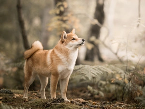 trees, viewes, Shiba inu, Plants, dog