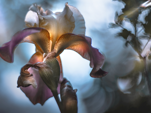 blur, Colourfull Flowers, iris