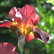 flakes, Colourfull Flowers, iris