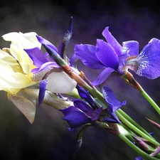 Irises, Yellow, Blue