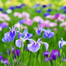 Irises, Flowers, color
