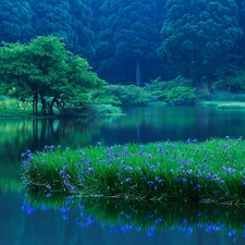 Irises, lake, forest