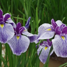 purple, Irises