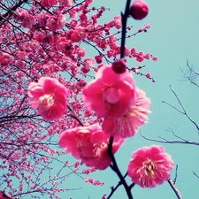 Japan, Blossoming, cherry