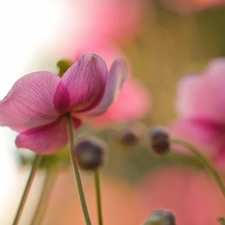 Anemones, Japanese