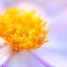 Colourfull Flowers, anemone, japanese