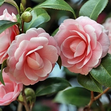 Colourfull Flowers, camellia, Japanese, Pink