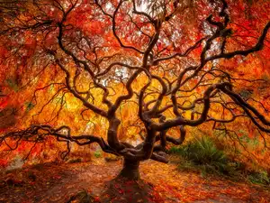 autumn, Japanese Maple, Leaf, trees