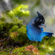 Twigs, Bird, Blue jay